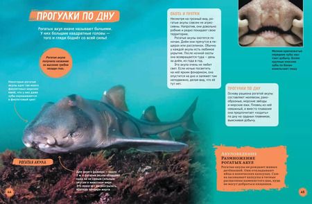 Фотография книги "Пол Мэйсон: Акулы. Иллюстрированная энциклопедия"