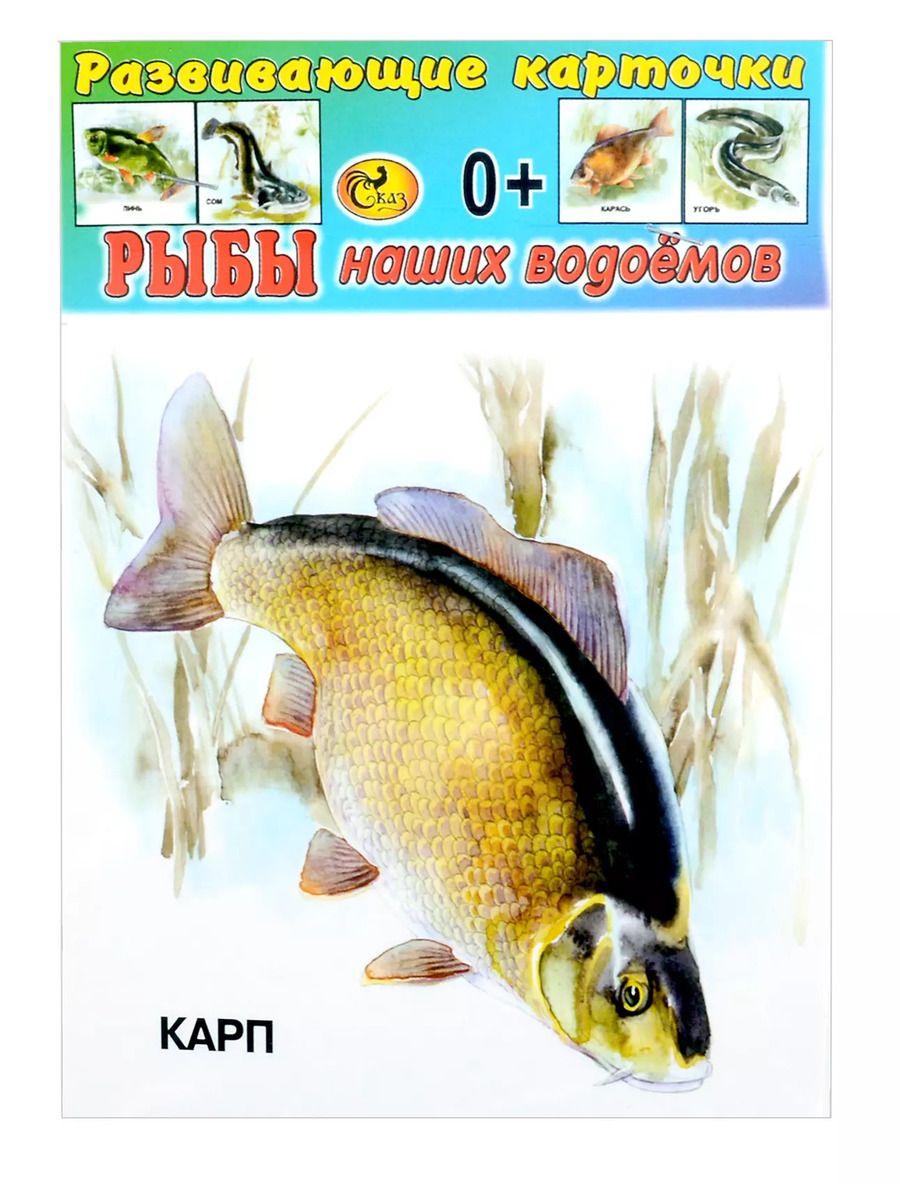 Обложка книги "Развивающие карточки Рыбы наших водоемов (0+) (14 карточек)"