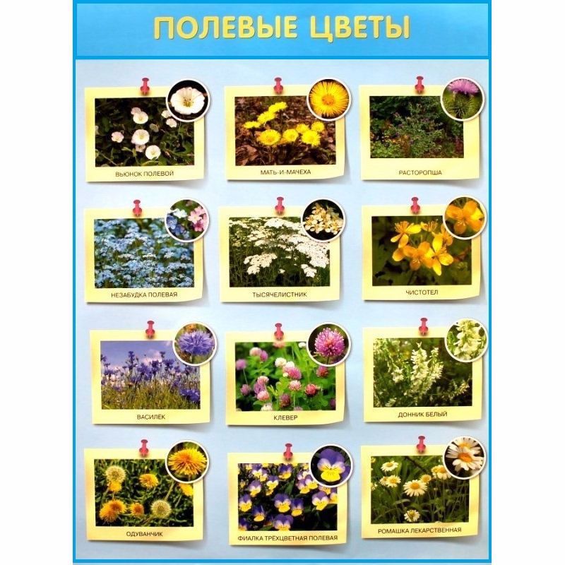 Обложка книги "Развивающие плакаты. Полевые цветы"
