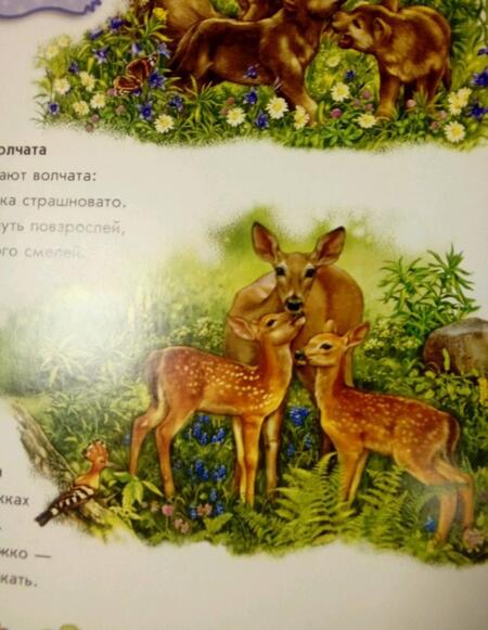 Фотография книги "Ринат Курмашев: Усатые-полосатые-хвостатые"