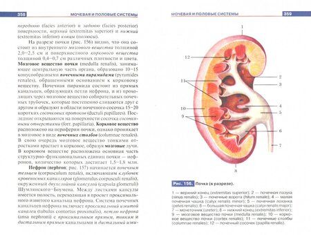 Фотография книги "Рудольф Самусев: Атлас анатомии человека. Учебное пособие"