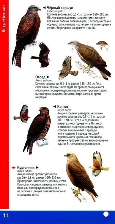 Фотография книги "Рябицев, Тильба: Птицы Черноморского Кавказа. Воробьиные и неворобьиные. Веер-определитель"