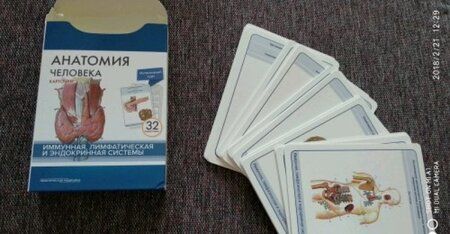 Фотография книги "Сапин, Николенко, Тимофеева: Анатомия человека. Иммунная, лимфатическая и эндокринная системы. 32 карточки"