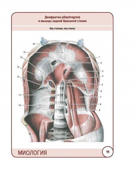 Фотография книги "Сапин, Николенко, Тимофеева: Анатомия человека. Карточки. Миология"