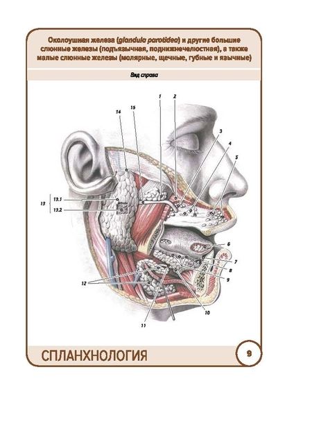 Фотография книги "Сапин, Николенко, Тимофеева: Анатомия человека. Спланхнология. Карточки (49 шт.)"
