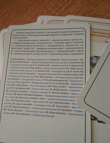 Фотография книги "Сапин, Николенко, Тимофеева: Анатомия человека.Черепные нервы. Карточки (26 шт)"