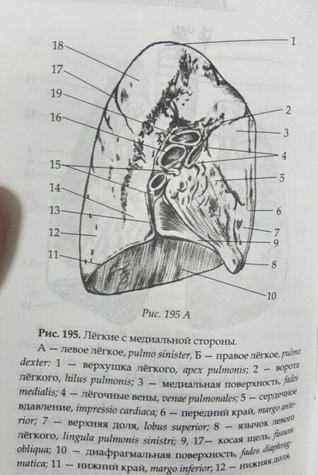 Фотография книги "Селезнева: Карманный атлас анатомии человека"