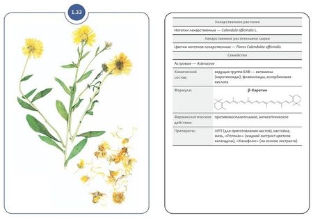 Фотография книги "Сергунова, Бобкова, Потапова: Фармакогнозия. Блок 1. 59 карточек. Лекарственные растения и лекарственное растительное сырье"