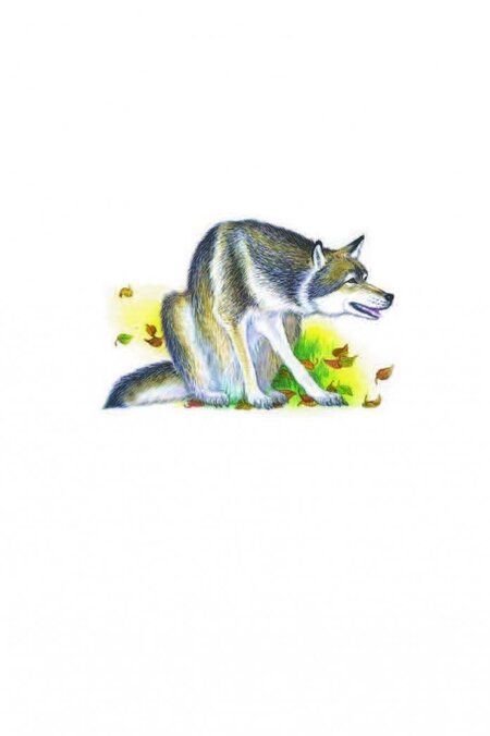 Фотография книги "Сказки про хитрую лису и глупого волка"