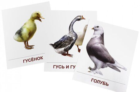 Фотография книги "Т. Шорыгина: Демонстрационные картинки "Птицы домашние и декоративные" (16 картинок)"