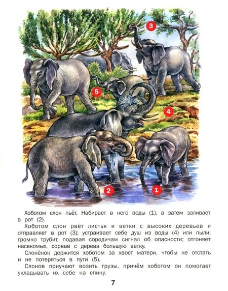 Фотография книги "Татьяна Комзалова: Удивительные животные"