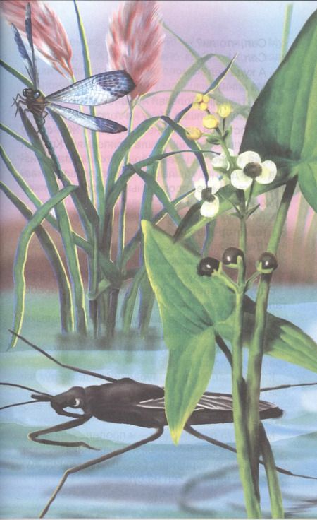 Фотография книги "Виталий Бианки: Синичкин календарь"