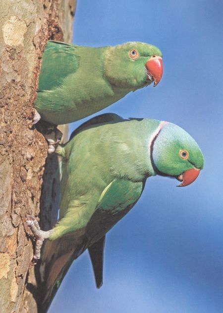 Фотография книги "Ярослава Соколова: Энциклопедия для детей. Кто в джунглях живет"
