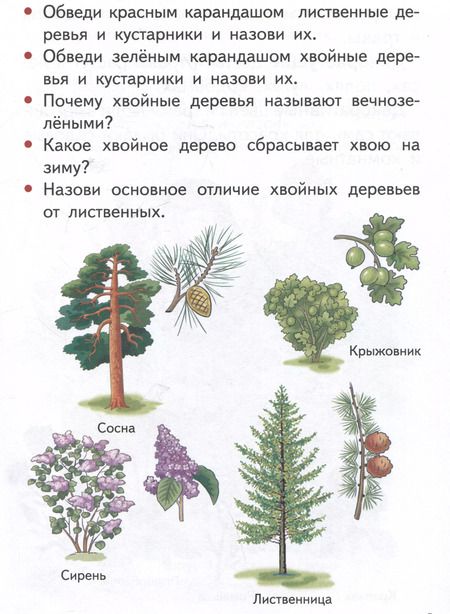 Фотография книги "Елена Бортникова: Изучаем окружающий мир (5-6 лет)"