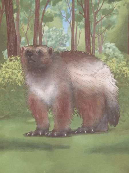 Фотография книги "Елена Люкманова: Росомаха Ася"