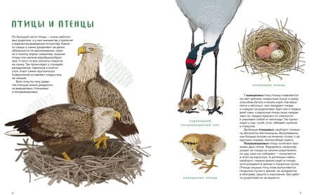 Фотография книги "Евсеева: Птицы в деревне. Где найти и как узнать"