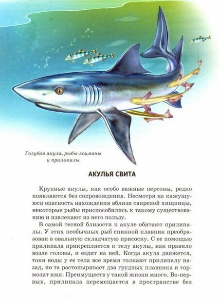 Фотография книги "Юлия Дунаева: Акулы и скаты"