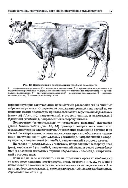 Фотография книги "Зеленевский, Щипакин, Зеленевский: Анатомия животных. Соматические системы. Практикум. Учебное пособие"