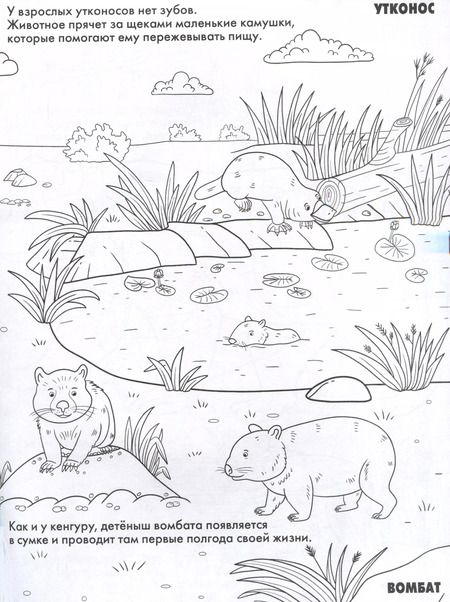 Фотография книги "Животные. Развивающие раскраски"