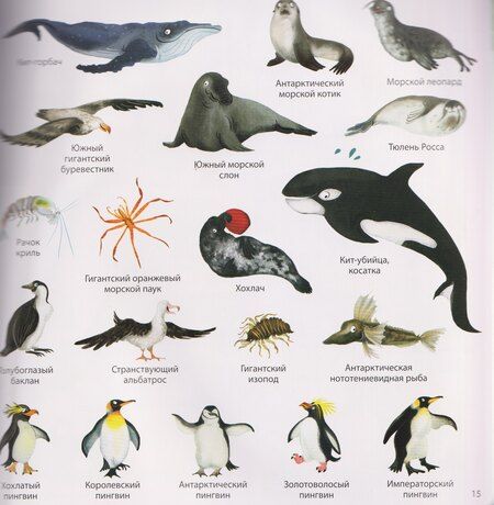 Фотография книги "1000 картинок. Животные мира"