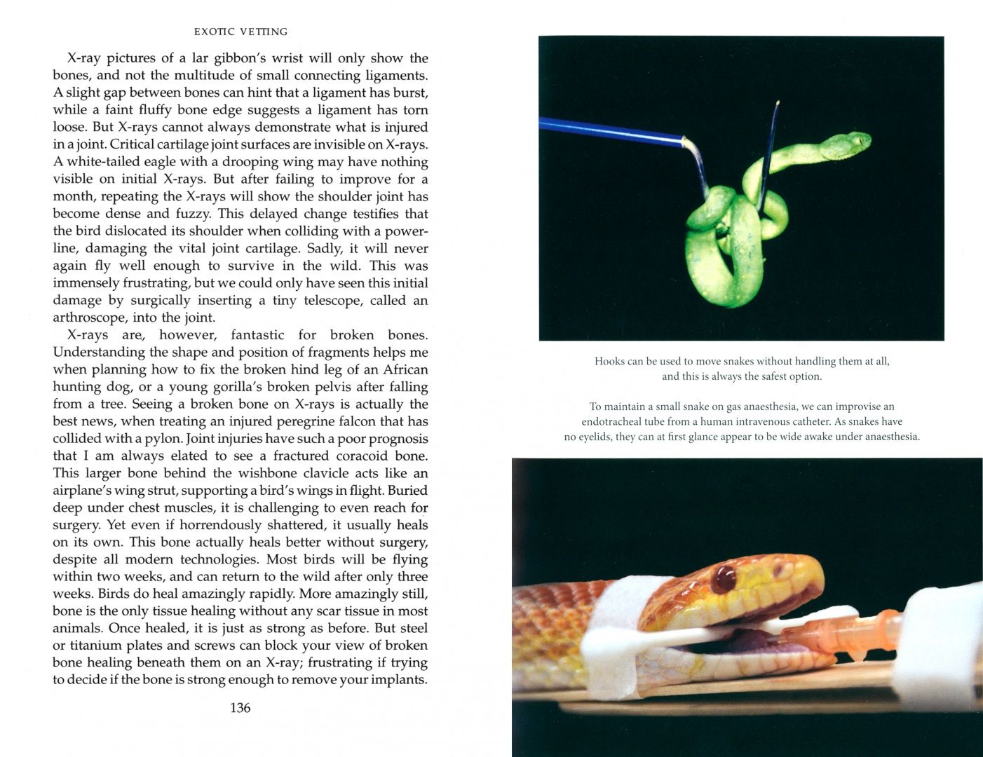 Romain Pizzi: Exotic Vetting. Extraordinary Stories of Treating Amazing Animals