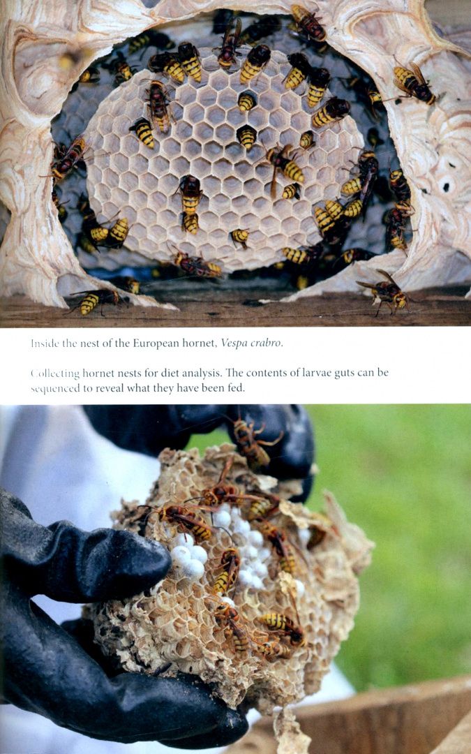 Seirian Sumner: Endless Forms. The Secret World of Wasps