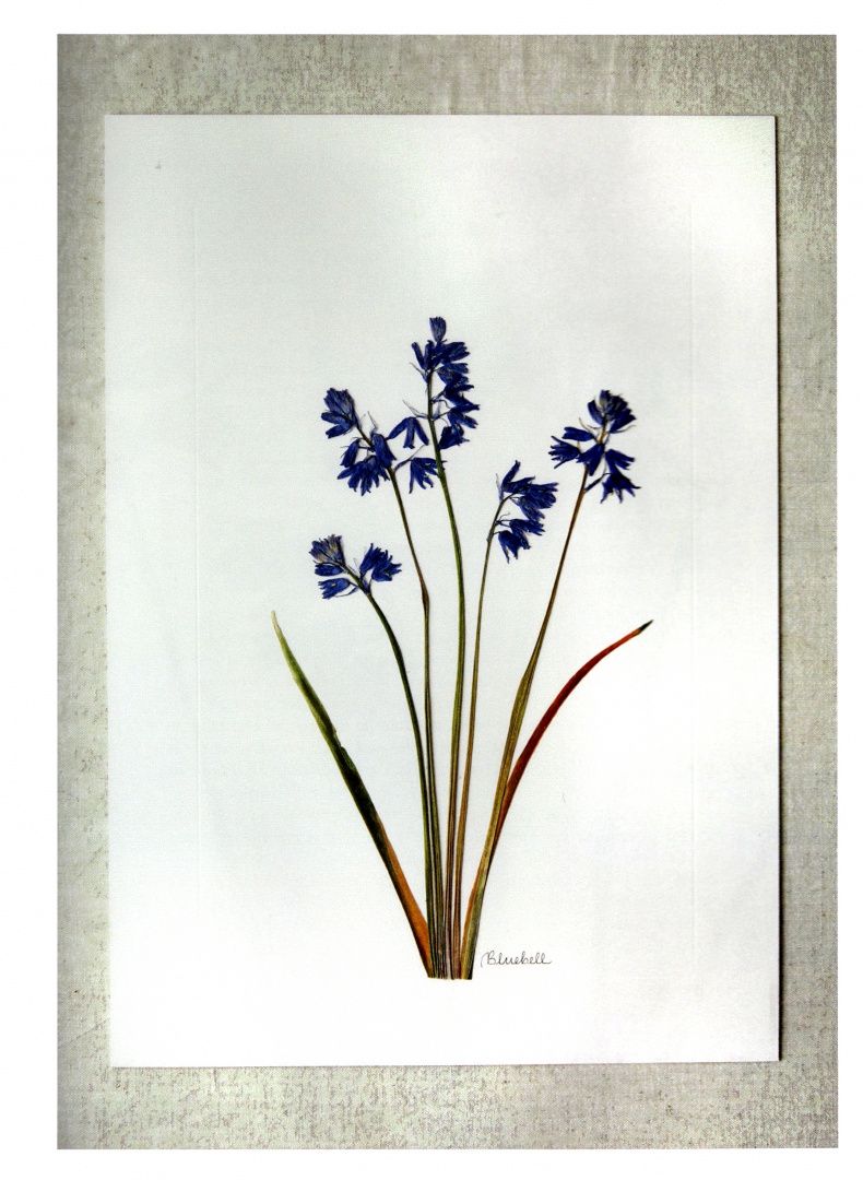 Melissa Richardson: The Modern Flower Press. Preserving the Beauty of Nature
