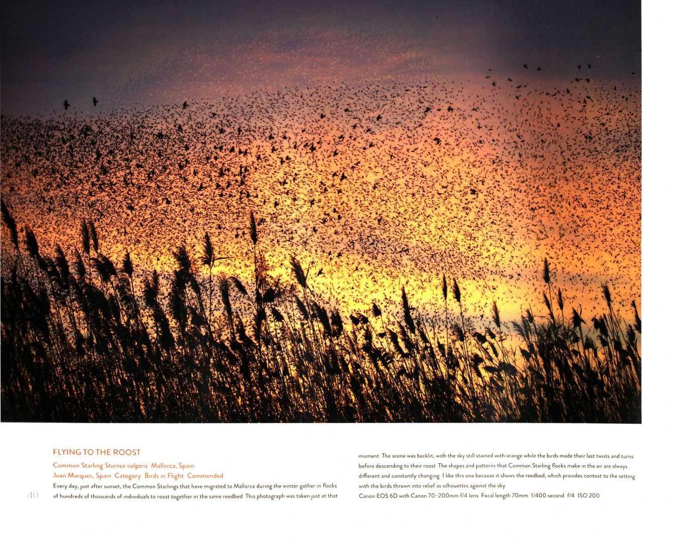 Bird Photographer of the Year