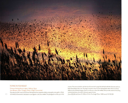 Bird Photographer of the Year