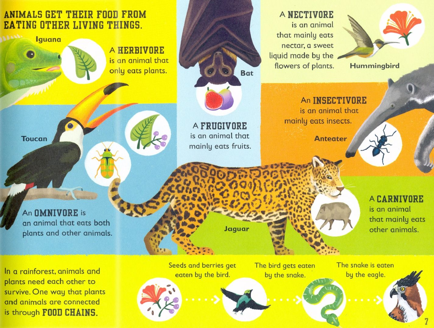 Charlotte Milner: The Rainforest Book