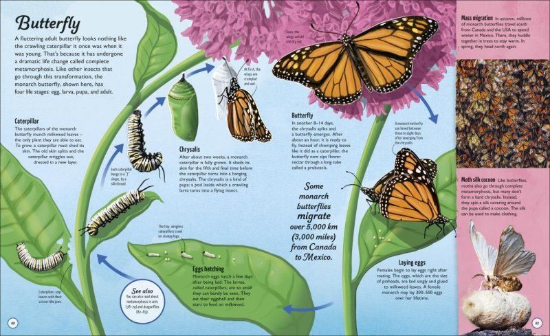 Steve Setford: Life Cycles
