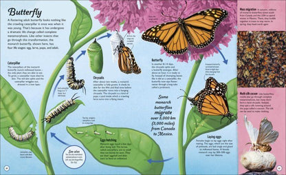 Steve Setford: Life Cycles