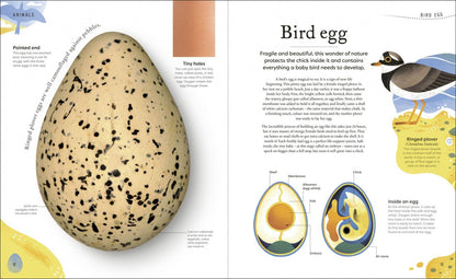Ben Hoare: Nature's Treasures. Tales Of More Than 100 Extraordinary Objects From Nature
