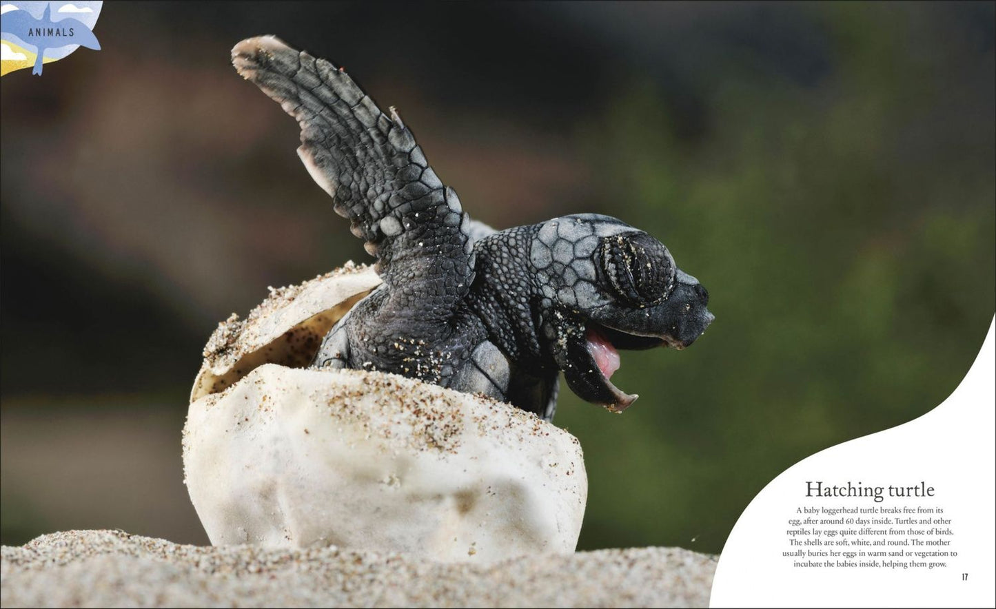 Ben Hoare: Nature's Treasures. Tales Of More Than 100 Extraordinary Objects From Nature