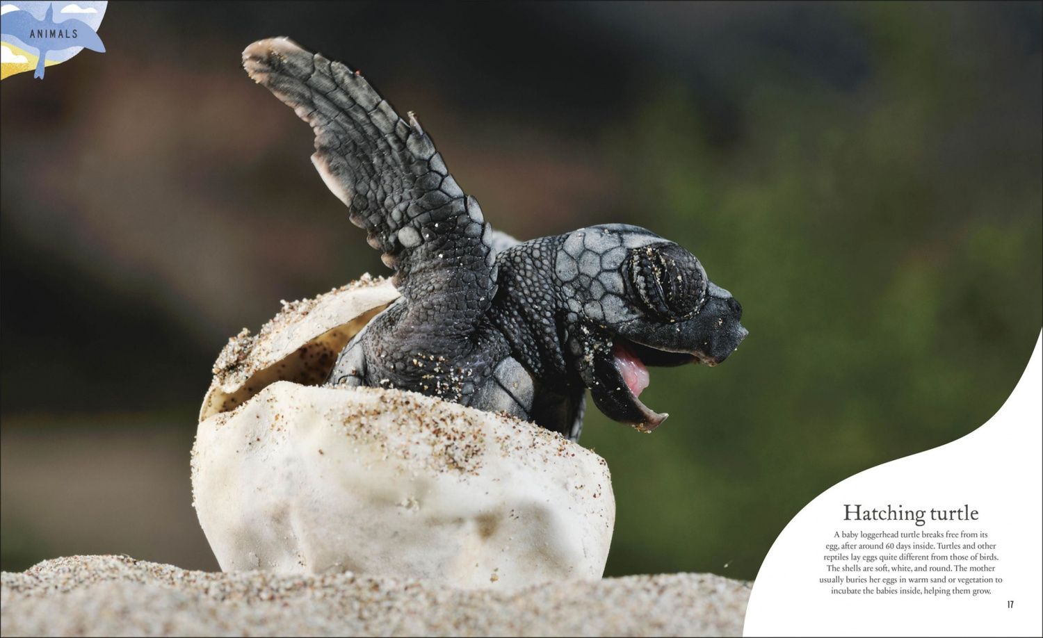 Ben Hoare: Nature's Treasures. Tales Of More Than 100 Extraordinary Objects From Nature