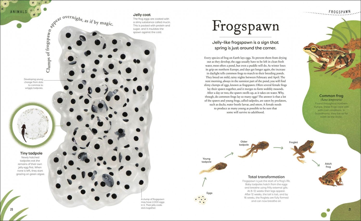 Ben Hoare: Nature's Treasures. Tales Of More Than 100 Extraordinary Objects From Nature
