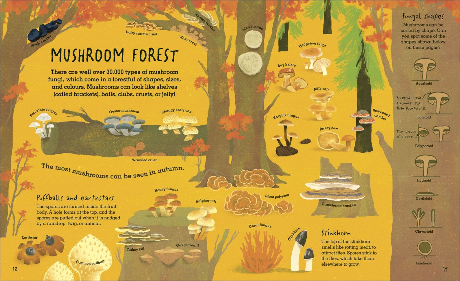 Lynne Boddy: Humongous Fungus