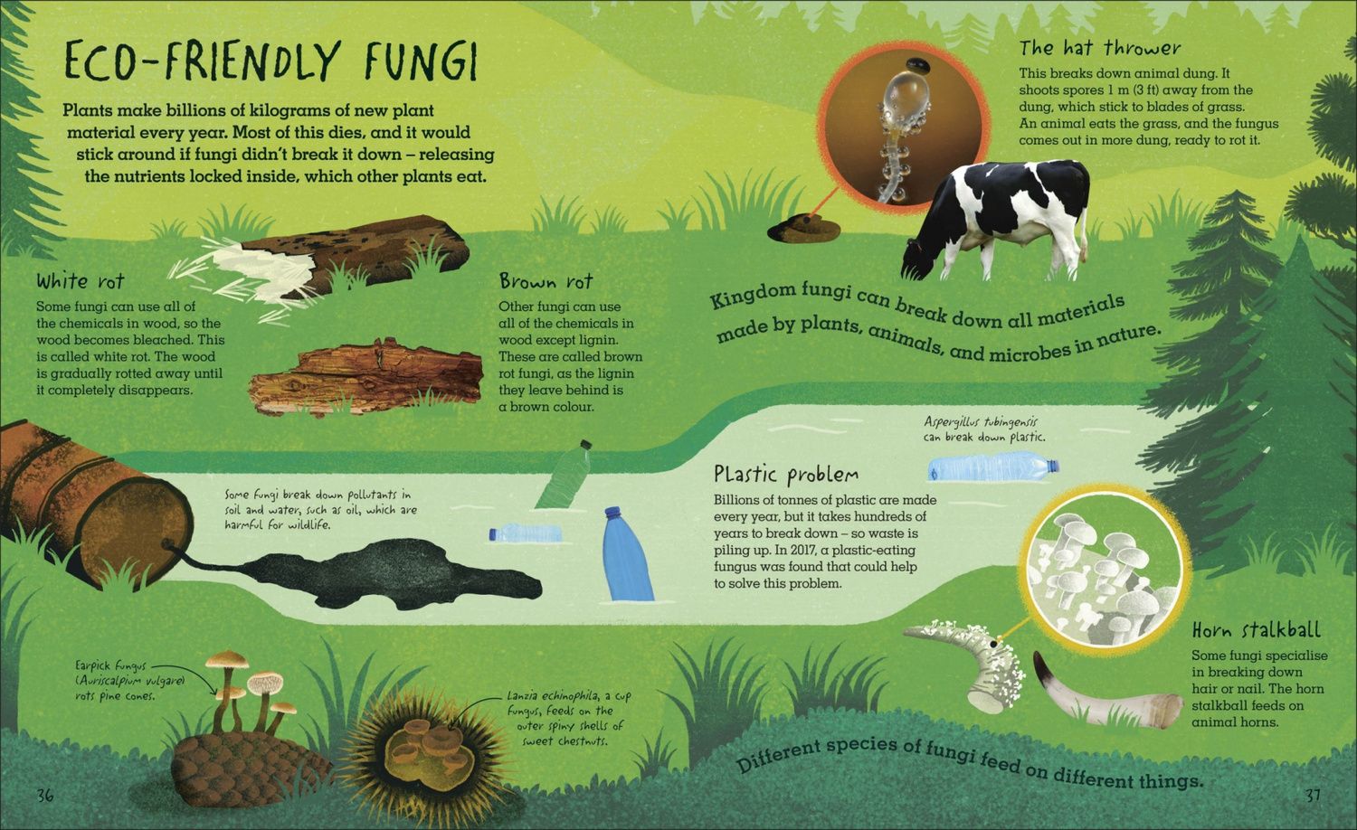 Lynne Boddy: Humongous Fungus