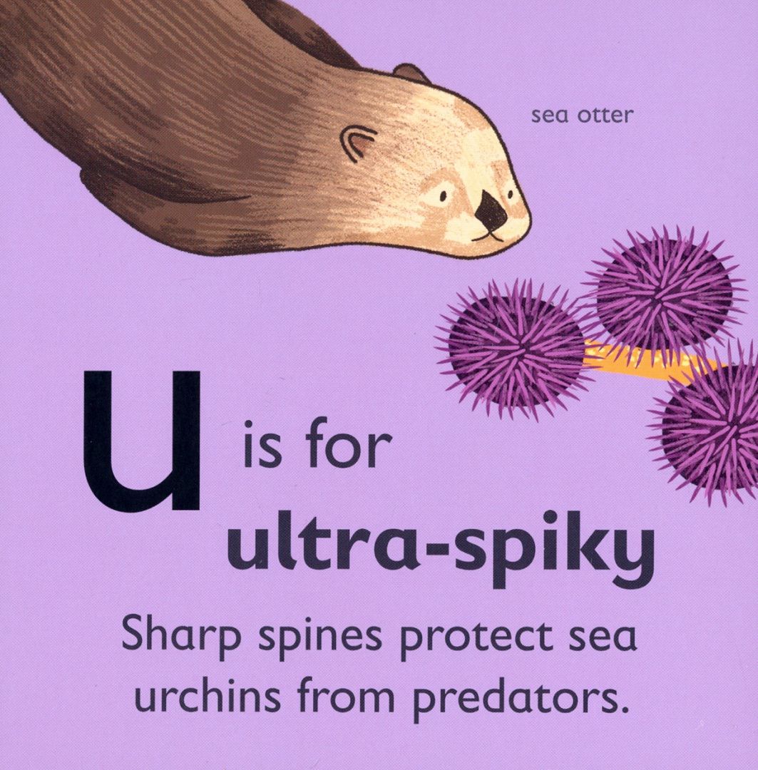 U is for Urchin