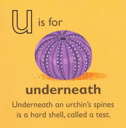 U is for Urchin