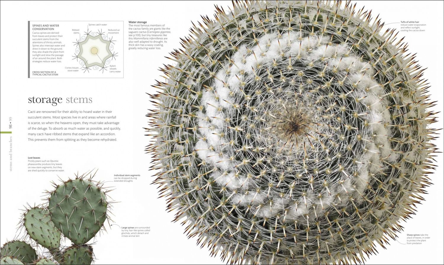 The Science of Plants. Inside their Secret World