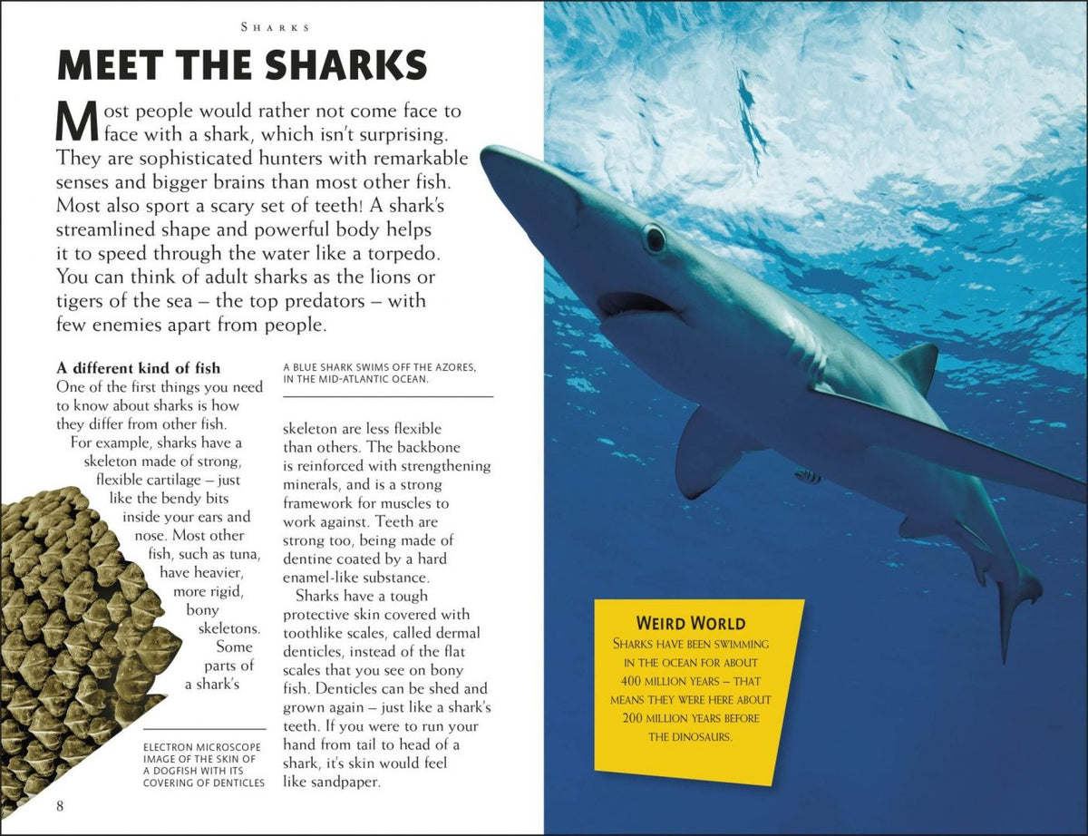 Miranda Macquitty: Mega Bites. Sharks. Riveting Reads for Curious Kids