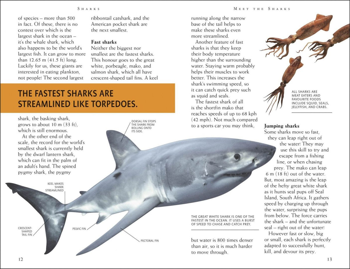 Miranda Macquitty: Mega Bites. Sharks. Riveting Reads for Curious Kids