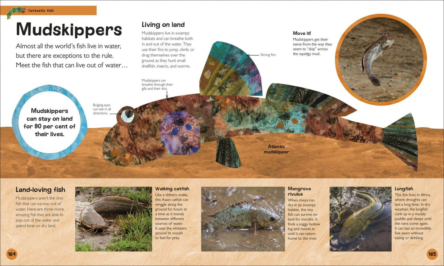 Andrea Mills: The Very Hungry Caterpillar's. Very First Animal Encyclopedia