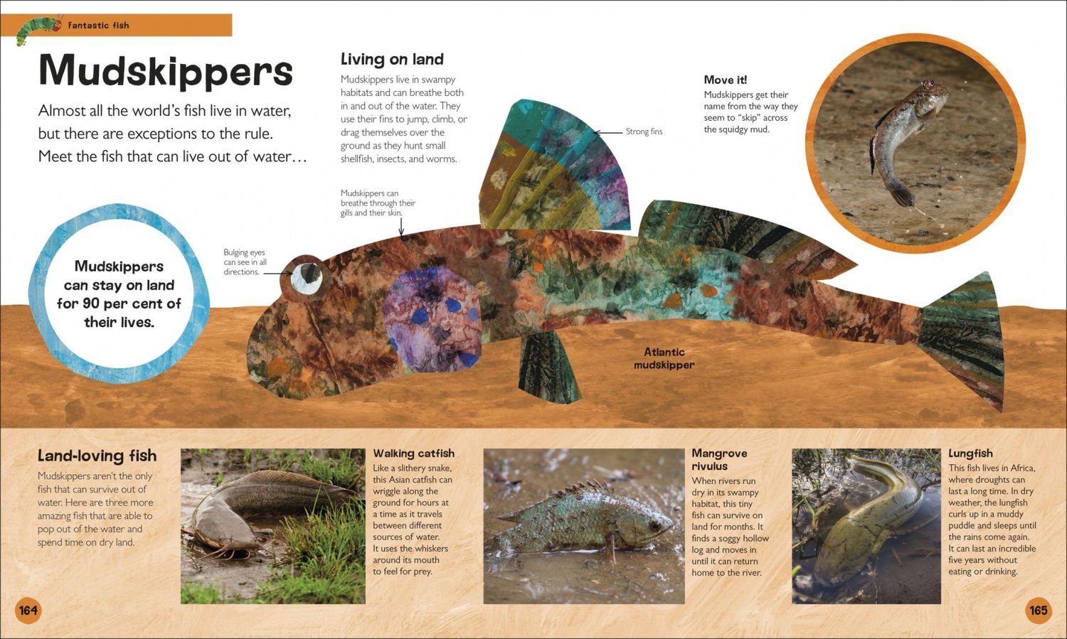 Andrea Mills: The Very Hungry Caterpillar's. Very First Animal Encyclopedia
