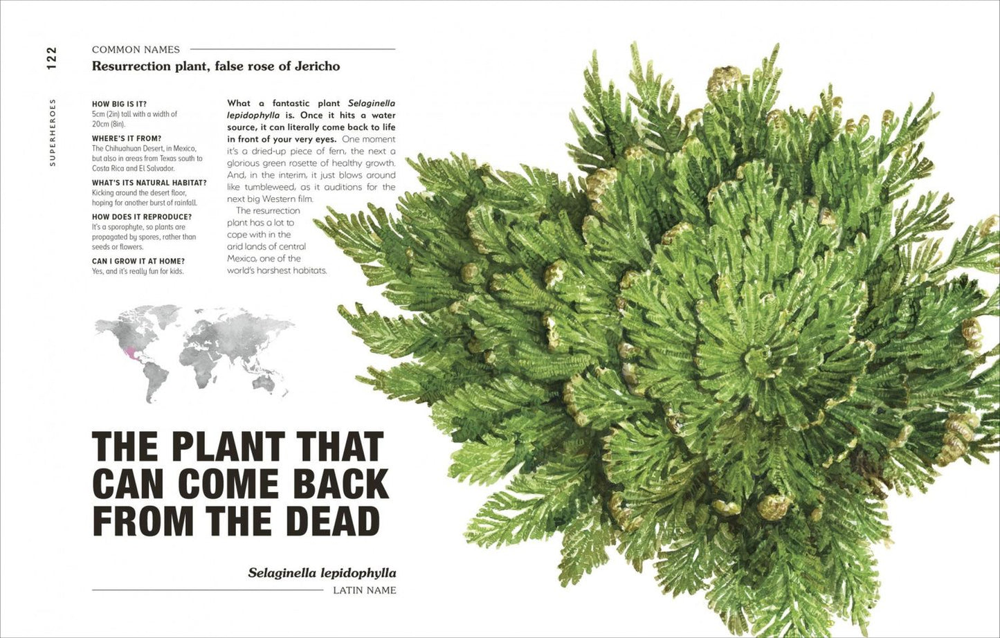 Michael Perry: Hortus Curious. Discover the World's Most Weird and Wonderful Plants and Fungi