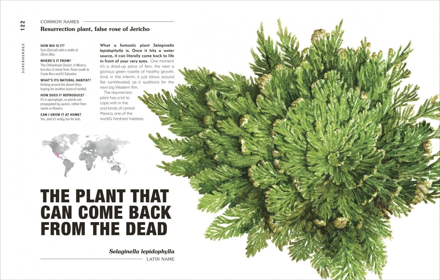 Michael Perry: Hortus Curious. Discover the World's Most Weird and Wonderful Plants and Fungi