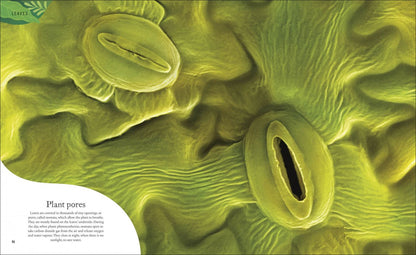 Ben Hoare: The Secret World of Plants. Tales of More Than 100 Remarkable Flowers, Trees, and Seeds