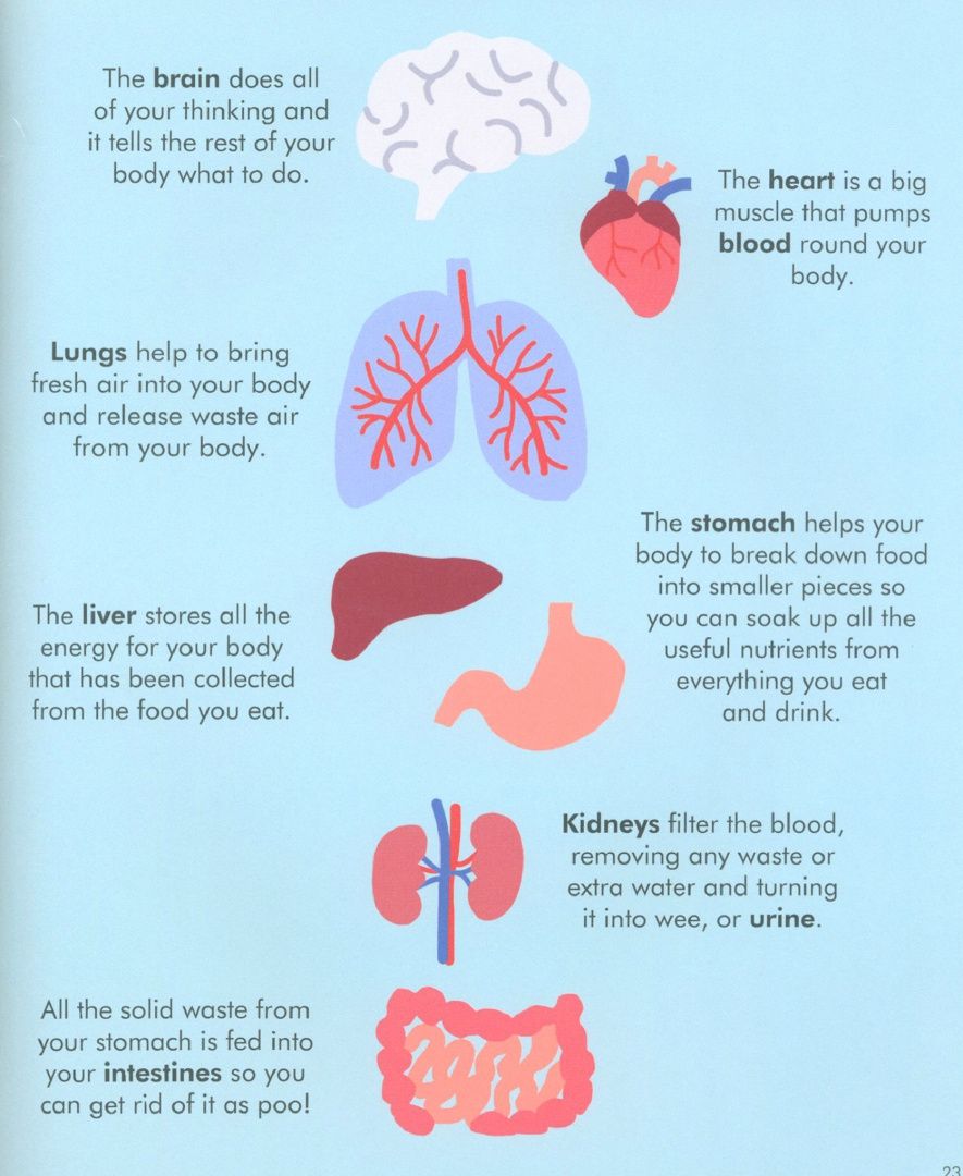 Libby Walden: Wise About My Body. An introduction to the human body