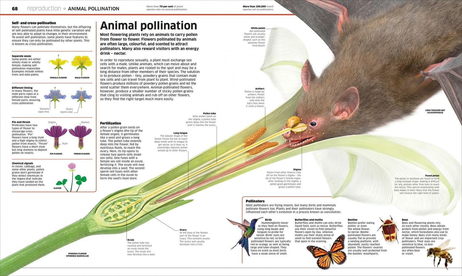 Knowledge Encyclopedia Plants and Fungi!